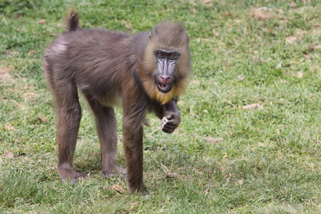Mandrill