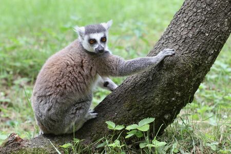 Lemur Cattaの写真素材