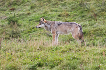 Wolf in the Nature