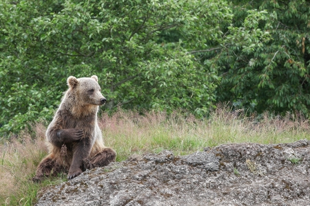 Brown bear in the natureの写真素材