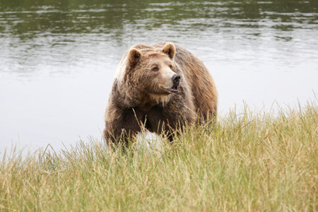 Brown bear in the nature