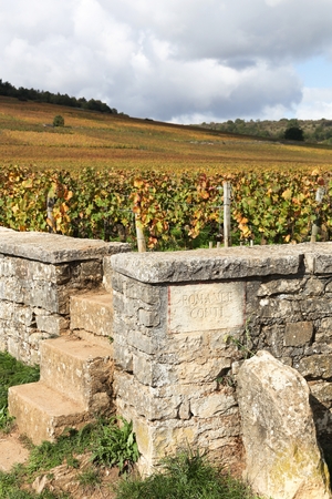 Landscape with Romanee Conti vineyards in Burgundy, Franceの写真素材
