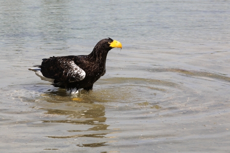 White-tailed eagle in the waterの写真素材