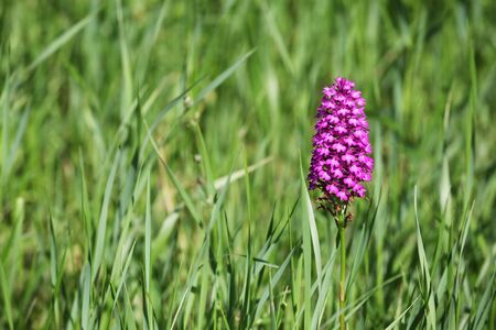 Anacamptis pyramidalis flower in the natureの写真素材