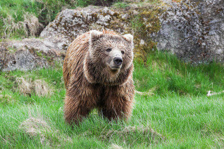 Brown bear in the nature