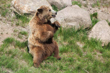 Brown bear in the nature