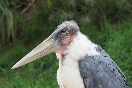 Portrait of a marabou storkの写真素材