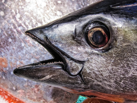 Fresh fish in a fish market 