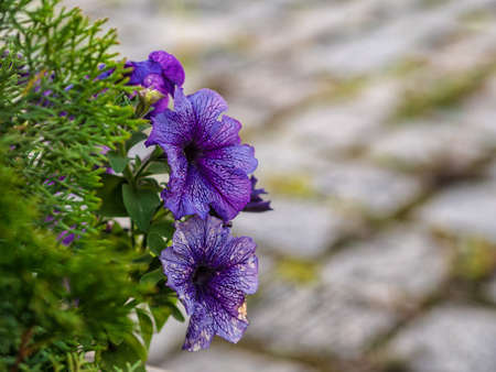 Flowers on a street の写真素材