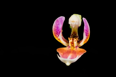 Detail of a blooming flower の写真素材
