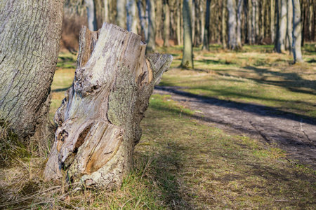 A forest in the spring 