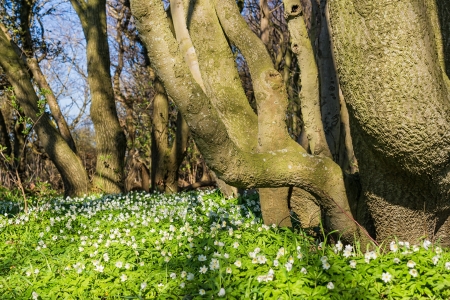 Anemones in the forest の写真素材
