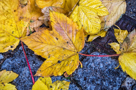 Leaves in autumn 