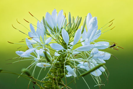 A flower の写真素材