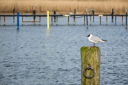 Port with dolphins and sea gull の写真素材