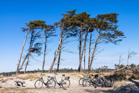 Coastal forest on the Baltic Sea coast.のeditorial素材