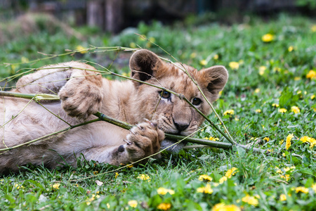 A young lion playing on a meadow.の写真素材