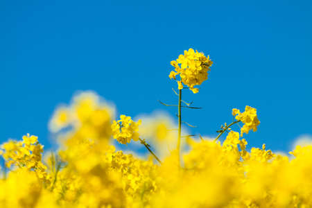 Canola field and blue sky.の写真素材