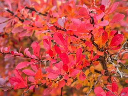 Autumnal colored leaves.