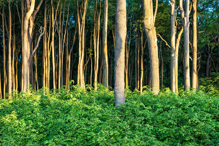 Coastal Forest on the Baltic Sea coast in Germany Nienhagen.の写真素材