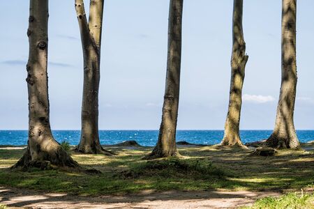 Coastal forest on the Baltic Sea coast in Nienhagen (Germany).の写真素材