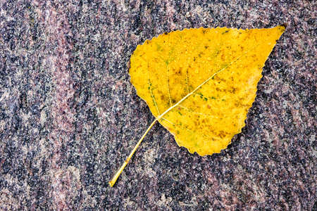 Colorful leaf in autumn.の写真素材