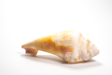 A mussel isolated found at the beach.の写真素材