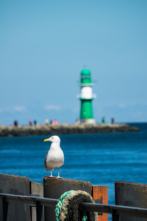The Mole and a sea gull in Warnemuende, Germany.の写真素材