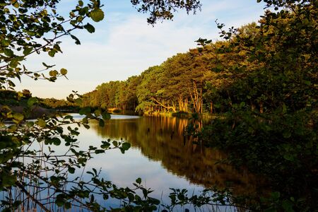 Landscape with trees in Prerow, Germany.の写真素材