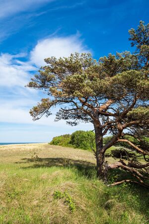 Trees on shore of the Baltic Sea.の写真素材