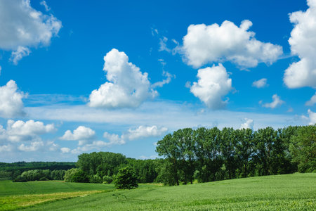 Landscape with trees and clouds in the sky.