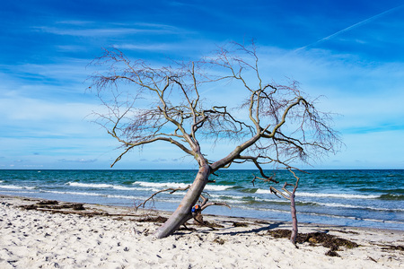 Tree on shore of the Baltic Sea.の写真素材
