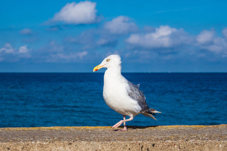 Sea gull on the Baltic Sea coast in Warnemuende, Germany.の写真素材