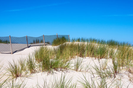 View to a dune with fence in Warnemuende, Germany.の写真素材
