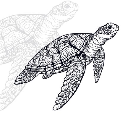 turtle vector illustration, editable and detailedのイラスト素材