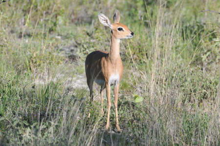 steenbok in Etosha National Parkの写真素材