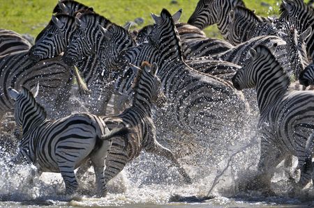 Zebras in alarm at a waterholeの写真素材