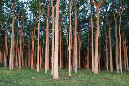 Trees in sunset lightの写真素材