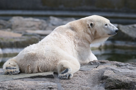 Polar bearの写真素材