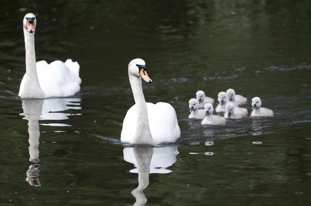 Swan familyの写真素材