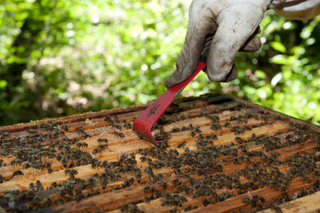 A beekeeper checkes his hives