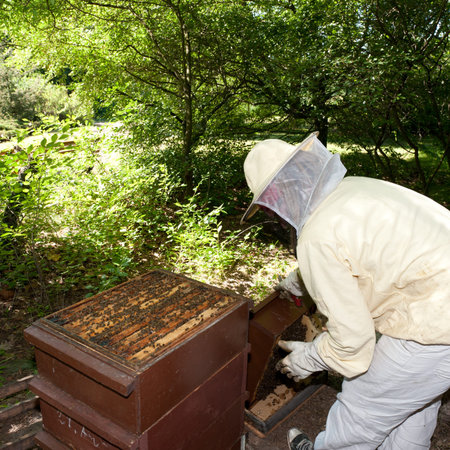 A beekeeper checkes his hives