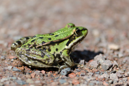 Frog