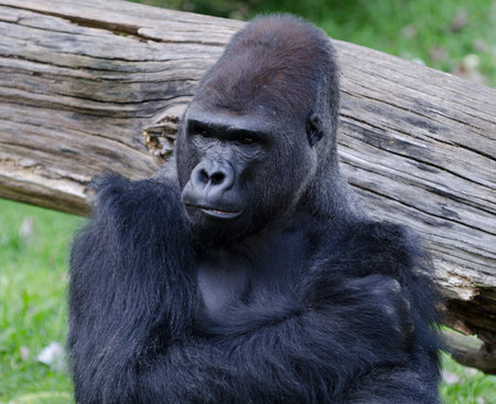 Gorilla