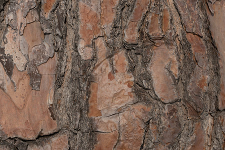 Bark of a pine tree