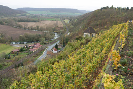Vineyards in Thuringiaのeditorial素材
