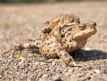Common toads on Their Way to spawning