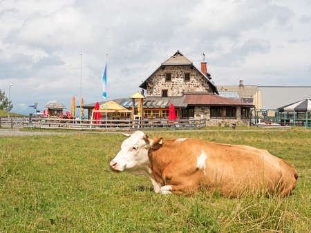 Cow in front of farmhouse in the Alpsのeditorial素材