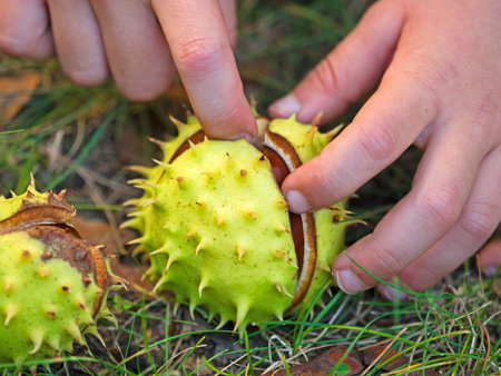 Child opens mature chestnut tree with his handsの写真素材
