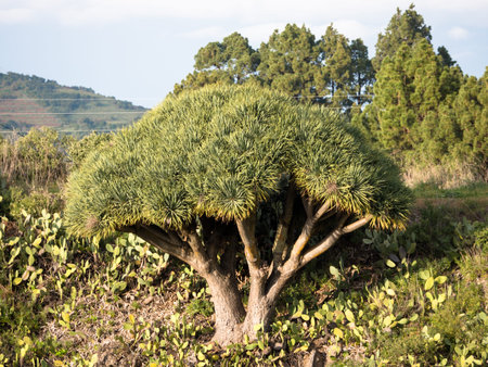 Dragon tree at La Palma Canary Islands